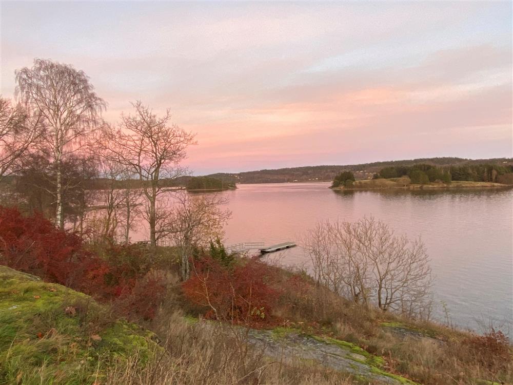 Skråning med trær uten lø, rød vegetasjon og sjø med øyer - Klikk for stort bilde